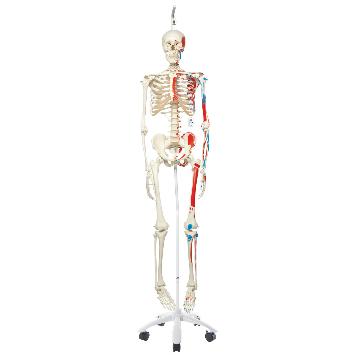 3B Scientific Anatomisch Skelet | 170 cm | Max | Met aangegeven spieraanhechtingen | Verrijdbaar statief, foto 2 van 6