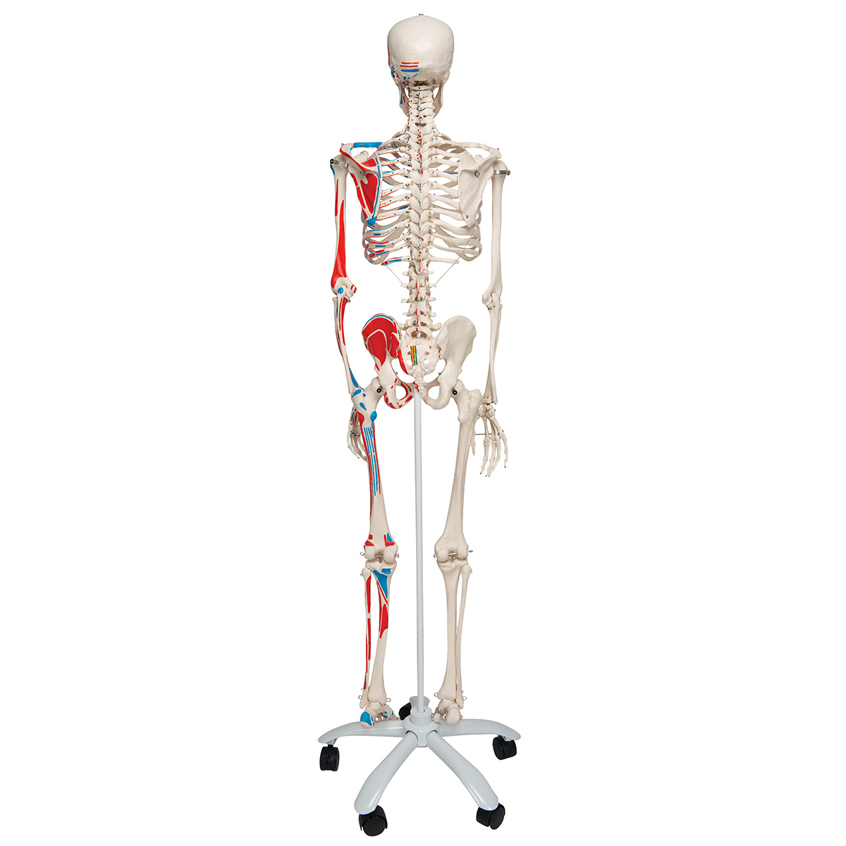 3B Scientific Anatomisch Skelet | 170 cm | Max | Met aangegeven spieraanhechtingen | Verrijdbaar statief, foto 3 van 6