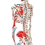 3B Scientific Skelet type Max, met aangegeven spieraanhechtingen - 3B Scientific