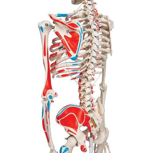 3B Scientific Anatomisch Skelet | 170 cm | Max | Met aangegeven spieraanhechtingen | Verrijdbaar statief, foto 4 van 6