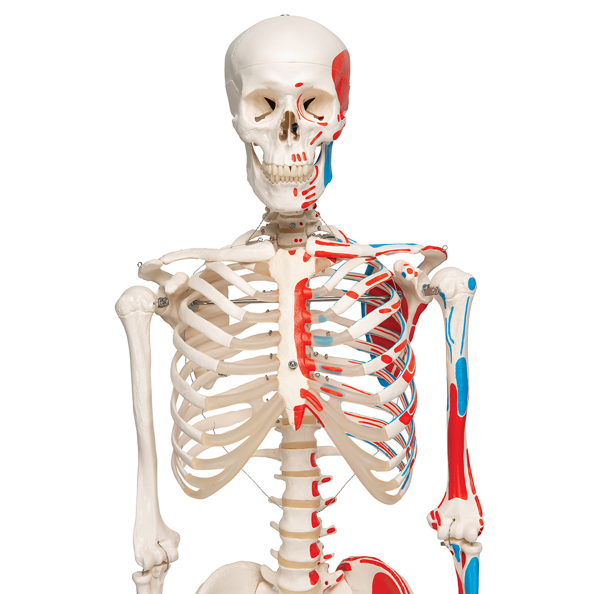 3B Scientific Anatomisch Skelet | 170 cm | Max | Met aangegeven spieraanhechtingen | Verrijdbaar statief, foto 5 van 6