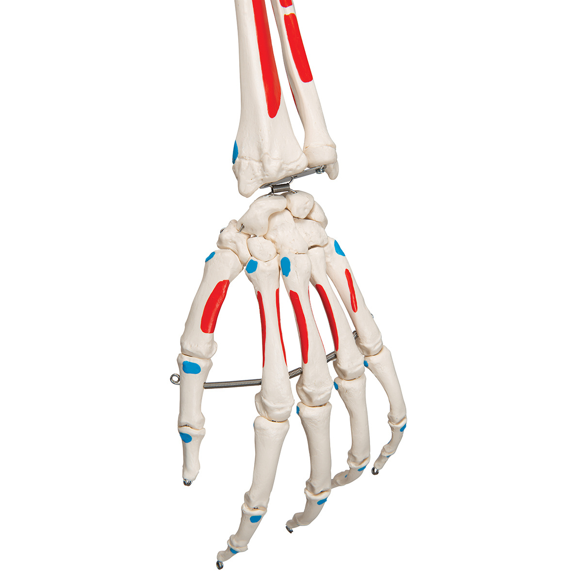 3B Scientific Anatomisch Skelet | 170 cm | Max | Met aangegeven spieraanhechtingen | Verrijdbaar statief, foto 6 van 6