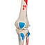 3B Scientific Anatomisch Skelet | 170 cm | Max | Met aangegeven spieraanhechtingen |  Verrijdbaar statief