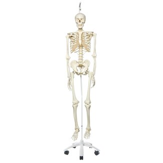 3B Scientific Anatomisch model skelet, 170 cm - Stan, hangend op statief