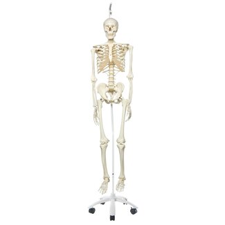 3B Scientific Anatomisch Skelet | 170 cm | Stan | Hangend op verrijdbaar statief