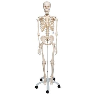 3B Scientific Anatomisch Skelet | 170 cm | Stan | Staand op verrijdbaar statief