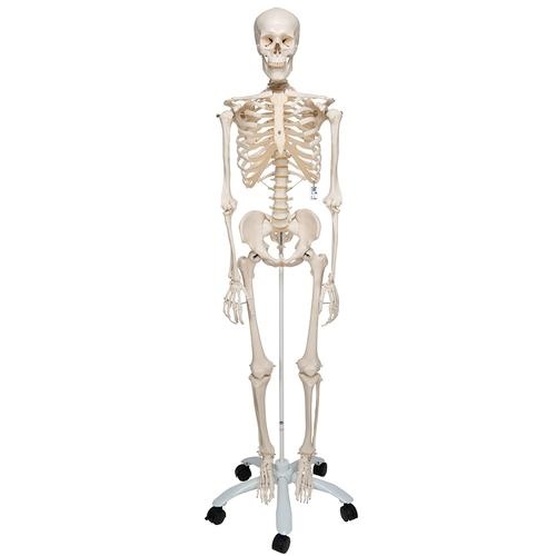 3B Scientific Anatomisch Skelet | 170 cm | Stan | Staand op verrijdbaar statief