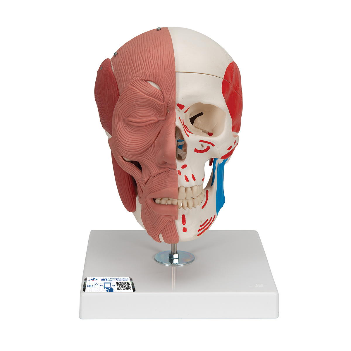 Menselijke Anatomie Schedel Model Kit, Didactische Versie Gekleurde Volwassen Menselijke Schedel Anatomisch Model Met Identificatiekaart Medisch Leren Instrument