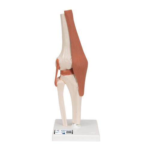 Anatomisch Knie Model 19 Afneembare Onderdelen Menselijk