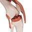 3B Scientific Anatomisch model Kniegewricht functioneel - 3B Scientific