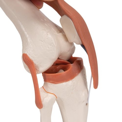 3B Scientific Anatomisch model Kniegewricht functioneel - 3B Scientific, foto 6 van 6