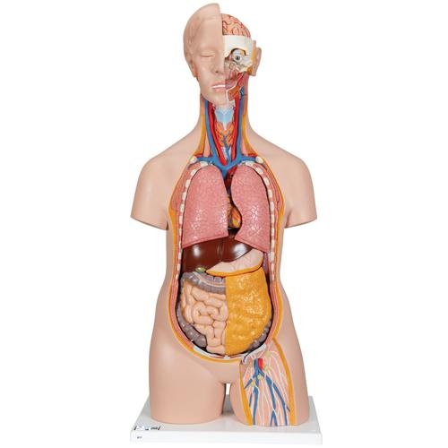 3B Scientific Torso Unisex deLuxe met hoofd 14 delig 87cm - 3B Scientific