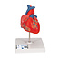 3B Scientific Anatomisch Model van het Hart - twee delig