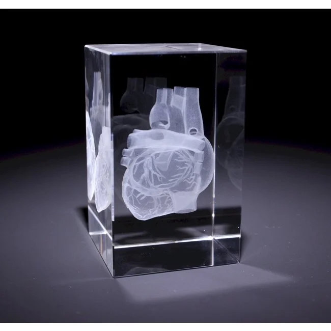 Anatomische glazen blokken met 3D-gravure