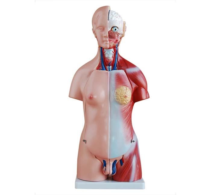 Unisex Torso van het menselijk lichaam 45 cm - Budget model, foto 2 van 6