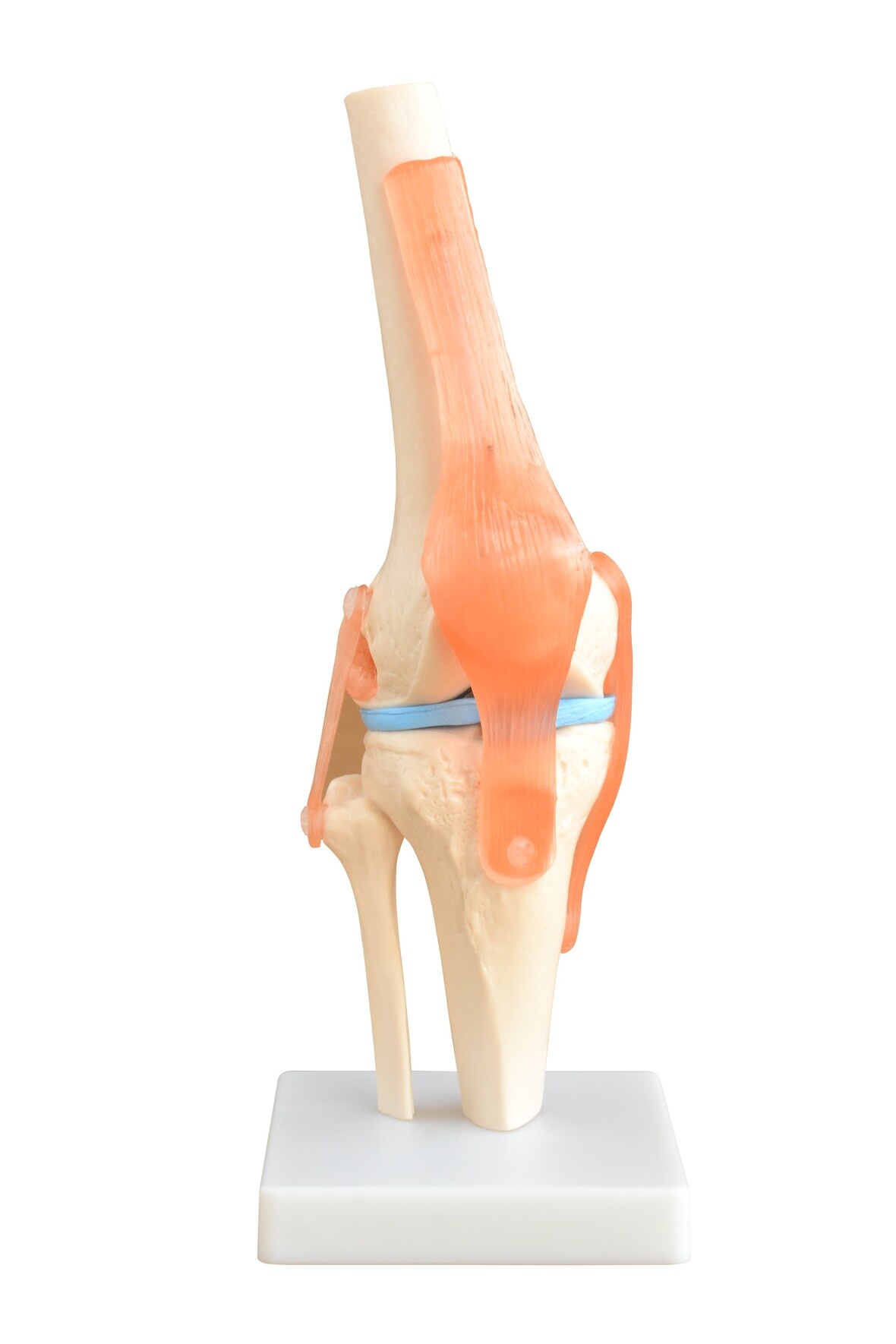 Anatomisch model van de Knie met ligamenten, foto 4 van 6