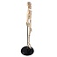Anatomisch Skelet | 42 cm | Mini Skelet | Budget model