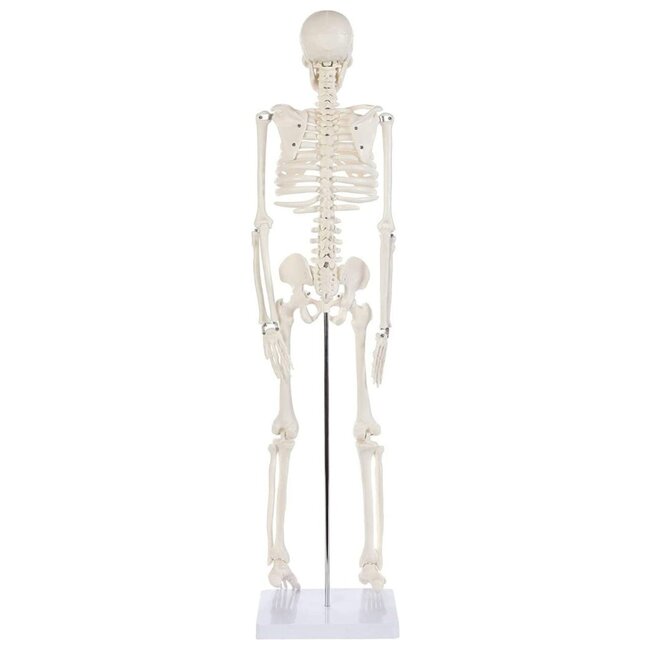 Anatomisch Skelet | 85 cm | Medium Skelet | Budget model