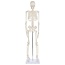 Anatomisch Skelet | 85 cm | Medium Skelet | Budget model