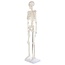 Anatomisch Skelet | 85 cm | Medium Skelet | Budget model