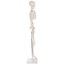 Anatomisch Skelet | 85 cm | Medium Skelet | Budget model