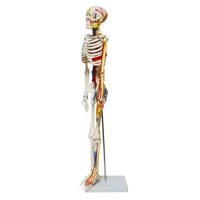 Anatomisch Skelet | 85 cm | Medium Skelet | met zenuwen, bloedvaten en een hart | Budget model