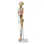 Anatomisch Skelet | 85 cm | Medium Skelet | met zenuwen, bloedvaten en een hart | Budget model
