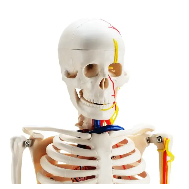 Anatomisch Skelet | 85 cm | Medium Skelet | met zenuwen, bloedvaten en een hart | Budget model