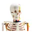 Anatomisch Skelet | 85 cm | Medium Skelet | met zenuwen, bloedvaten en een hart | Budget model