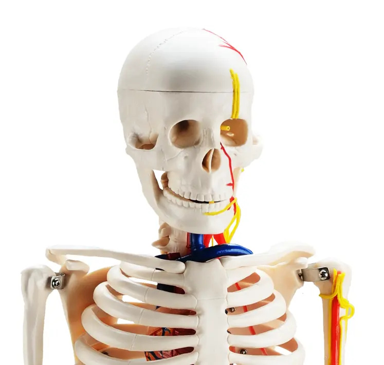 Anatomisch Skelet | 85 cm | Medium Skelet | met zenuwen, bloedvaten en een hart | Budget model, foto 4 van 6