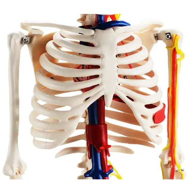 Anatomisch Skelet | 85 cm | Medium Skelet | met zenuwen, bloedvaten en een hart | Budget model