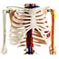 Anatomisch Skelet | 85 cm | Medium Skelet | met zenuwen, bloedvaten en een hart | Budget model