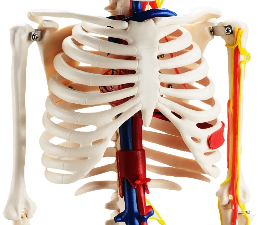 Anatomisch Skelet | 85 cm | Medium Skelet | met zenuwen, bloedvaten en een hart | Budget model, foto 5 van 6