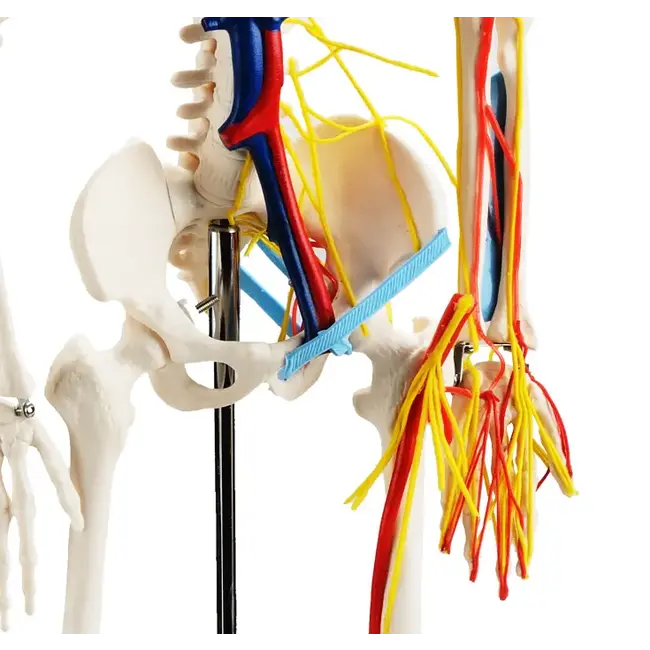 Anatomisch Skelet | 85 cm | Medium Skelet | met zenuwen, bloedvaten en een hart | Budget model