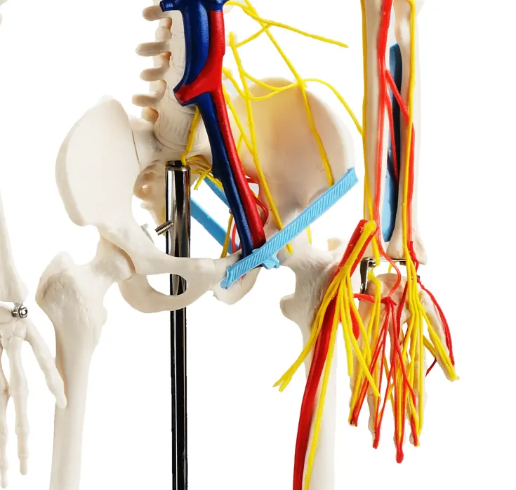 Anatomisch Skelet | 85 cm | Medium Skelet | met zenuwen, bloedvaten en een hart | Budget model, foto 6 van 6