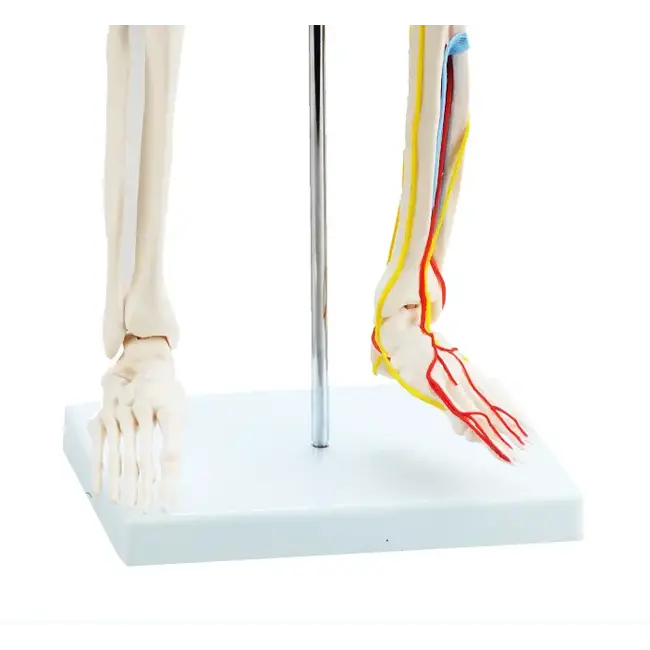 Anatomisch Skelet | 85 cm | Medium Skelet | met zenuwen, bloedvaten en een hart | Budget model