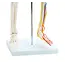 Anatomisch Skelet | 85 cm | Medium Skelet | met zenuwen, bloedvaten en een hart | Budget model
