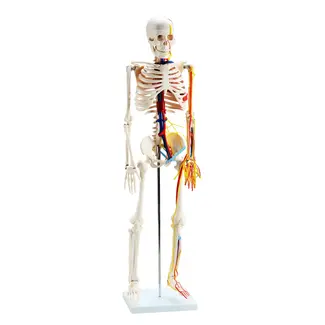 Anatomisch Skelet | 85 cm | met zenuwen, bloedvaten en een hart | Budget model