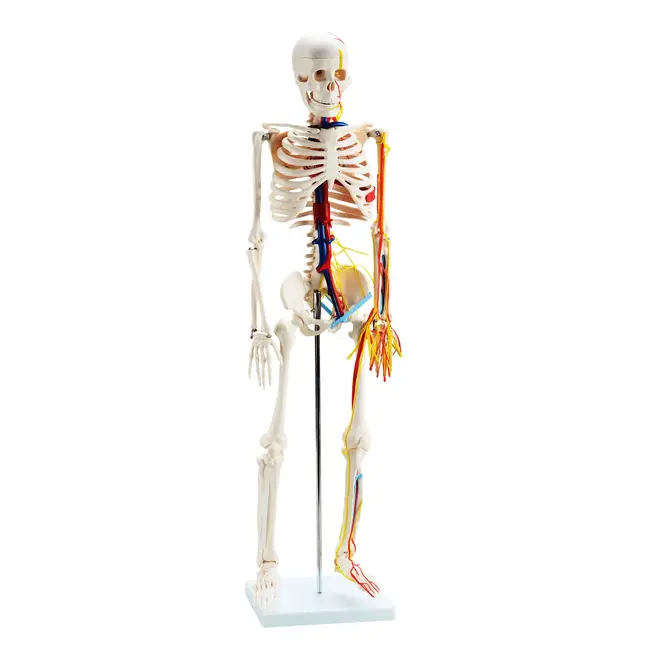 Anatomisch Skelet | 85 cm | Medium Skelet | met zenuwen, bloedvaten en een hart | Budget model