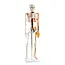 Anatomisch Skelet | 85 cm | Medium Skelet | met zenuwen, bloedvaten en een hart | Budget model