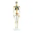 Anatomisch Skelet | 85 cm | Met zenuwwortels, halsslagaders en herniaschijf | Budget model