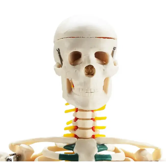 Anatomisch Skelet | 85 cm | Met zenuwwortels, halsslagaders en herniaschijf | Budget model