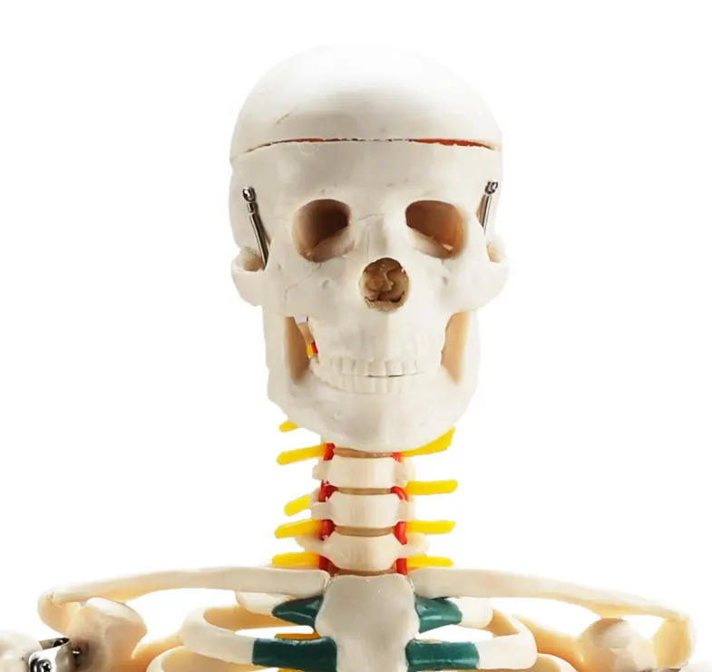 Anatomisch Skelet | 85 cm | Met zenuwwortels, halsslagaders en herniaschijf | Budget model, foto 3 van 6