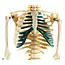 Anatomisch Skelet | 85 cm | Met zenuwwortels, halsslagaders en herniaschijf | Budget model