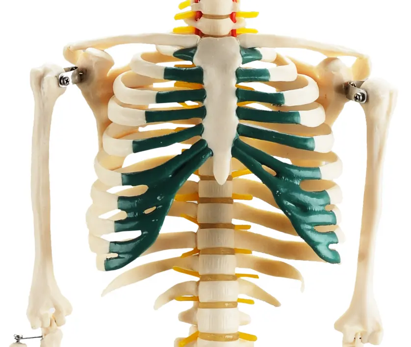 Anatomisch Skelet | 85 cm | Met zenuwwortels, halsslagaders en herniaschijf | Budget model, foto 4 van 6