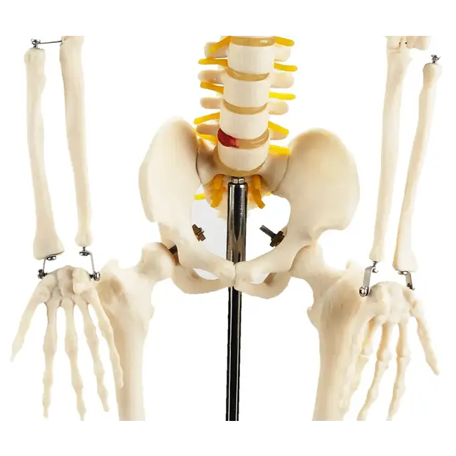 Anatomisch Skelet | 85 cm | Met zenuwwortels, halsslagaders en herniaschijf | Budget model