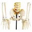 Anatomisch Skelet | 85 cm | Met zenuwwortels, halsslagaders en herniaschijf | Budget model