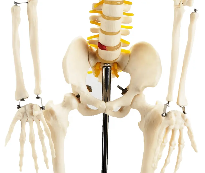 Anatomisch Skelet | 85 cm | Met zenuwwortels, halsslagaders en herniaschijf | Budget model, foto 5 van 6