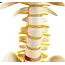 Anatomisch Skelet | 85 cm | Met zenuwwortels, halsslagaders en herniaschijf | Budget model
