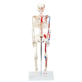 Anatomisch Skelet | 85 cm | met spieraanhechtingen genummerd | Budget model
